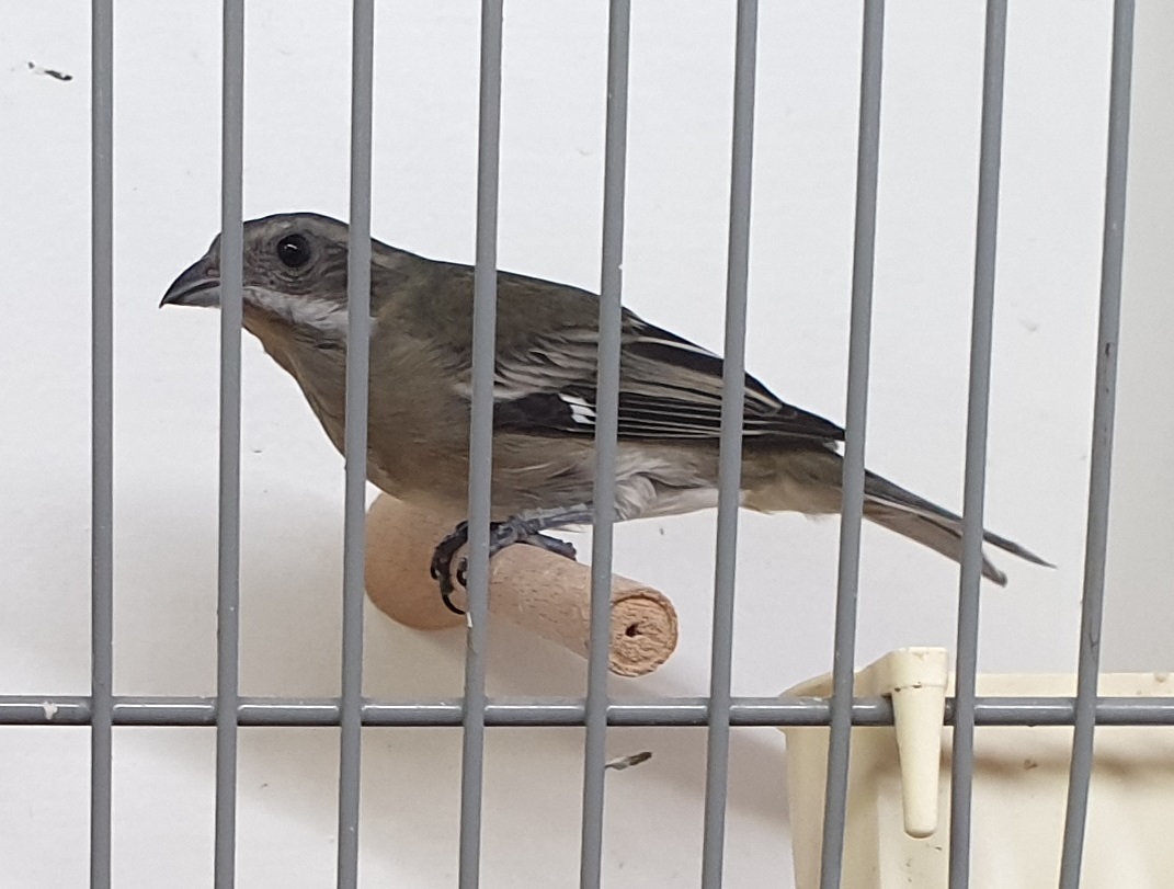 Stripe-headed tanager - Spindalis zena pretrei - female