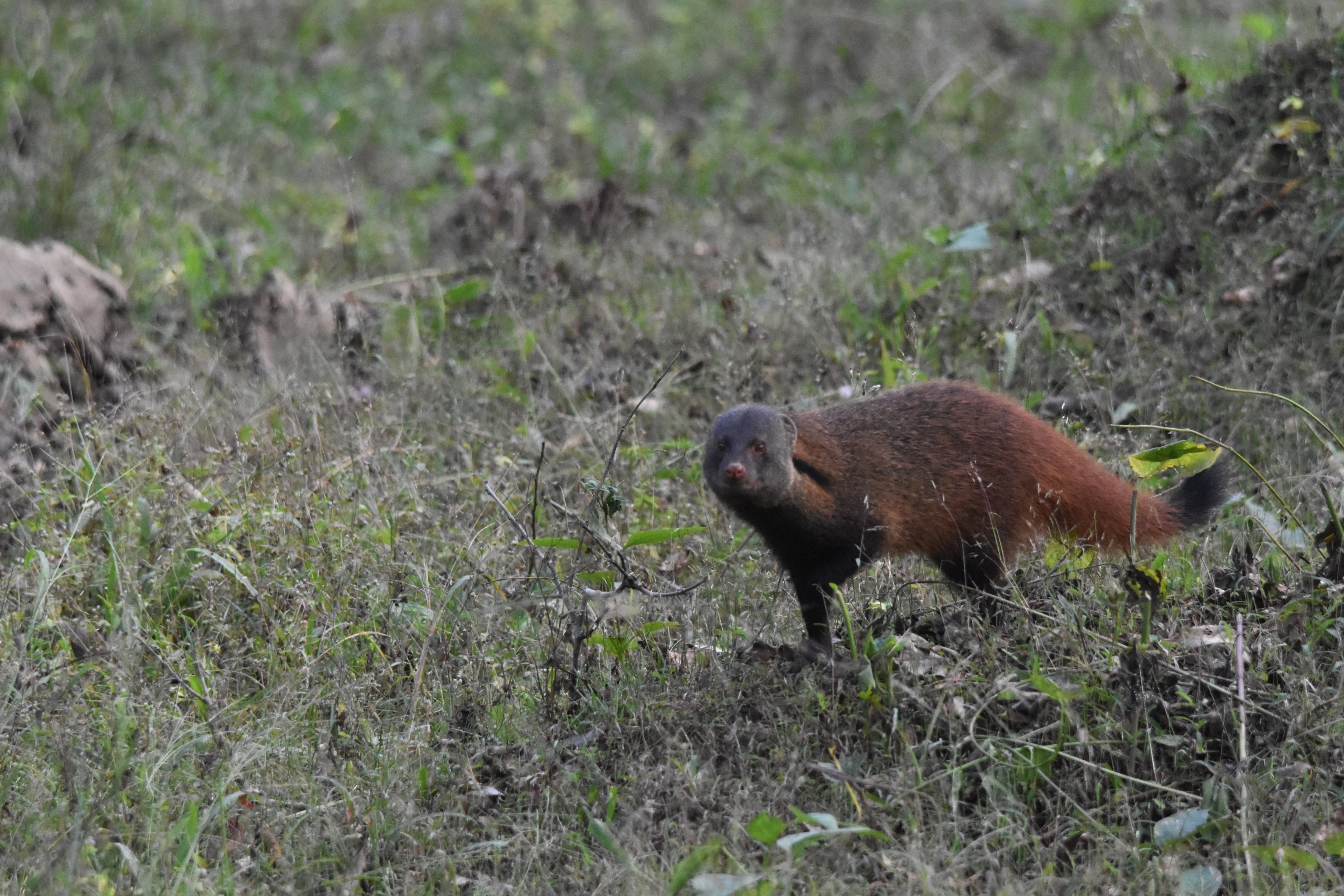 Stripe-necked Mongoose,  Nagarahole Tiger Reserve, 19th November 2024