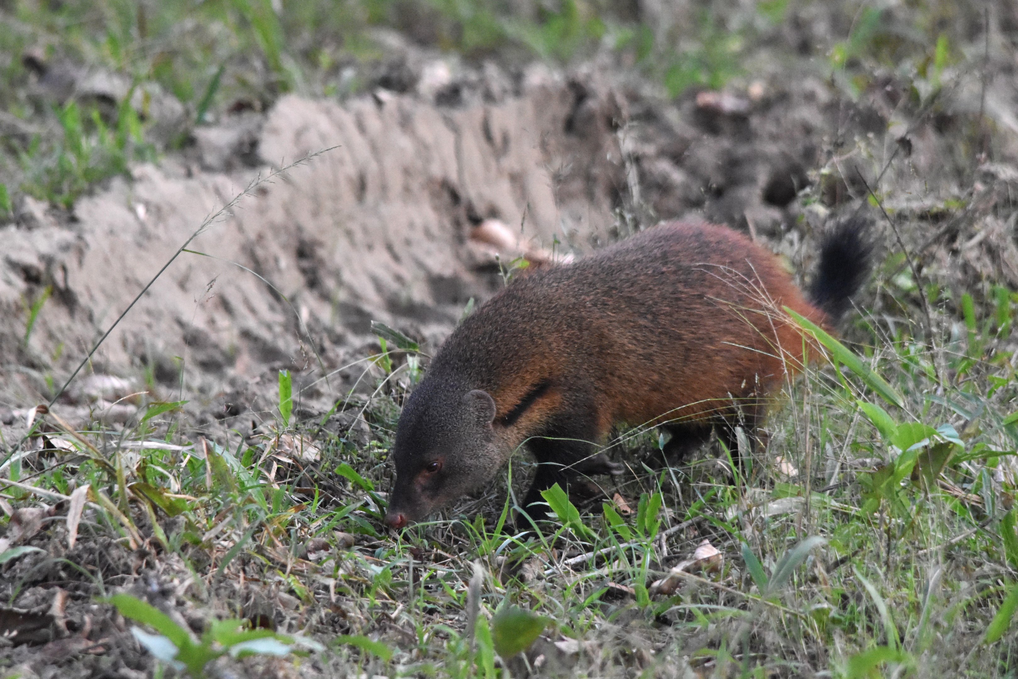 Stripe-necked Mongoose, Nagarahole Tiger Reserve, 19th November 2024