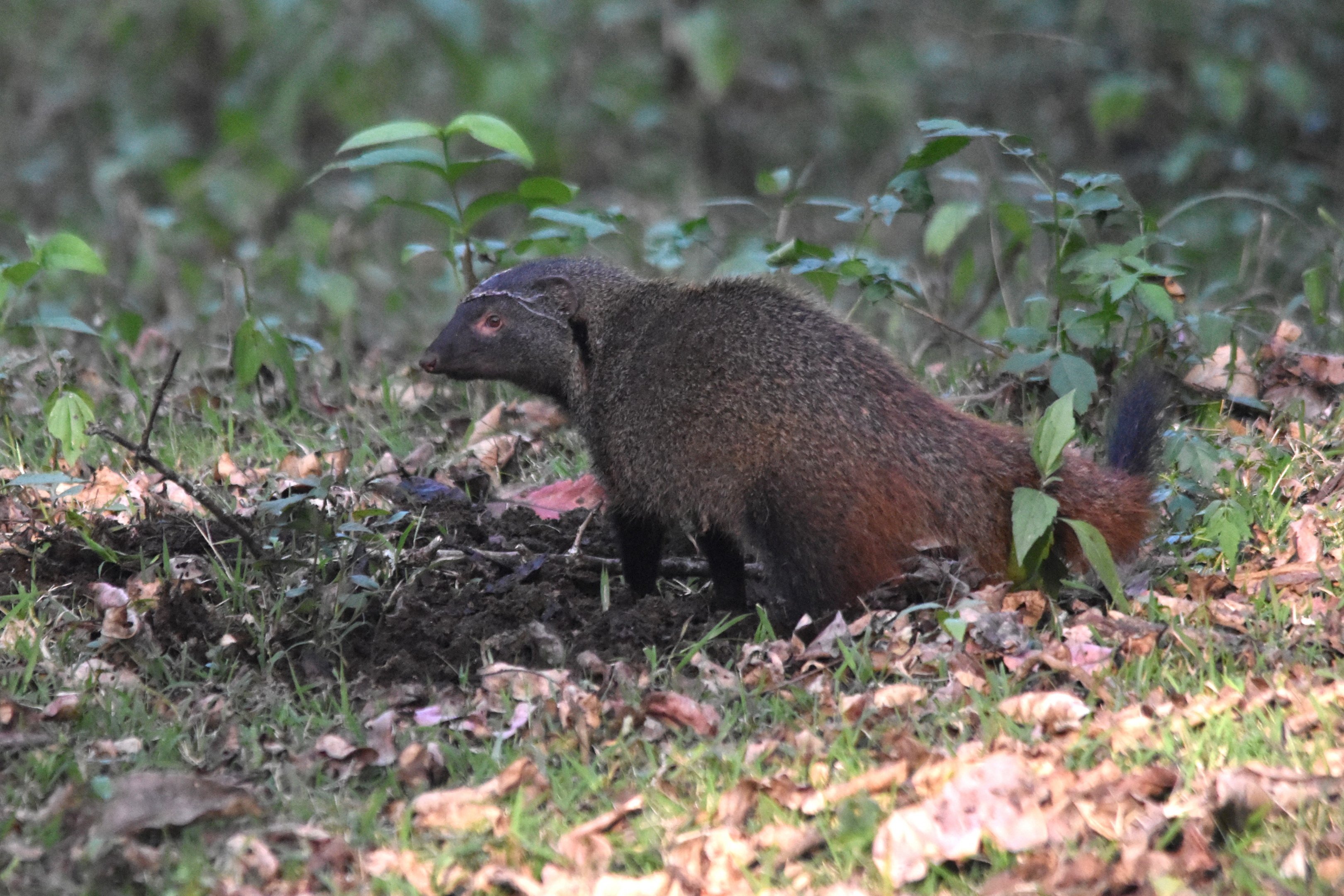 Stripe-necked Mongoose, Nagarahole Tiger Reserve, 22nd November 2024