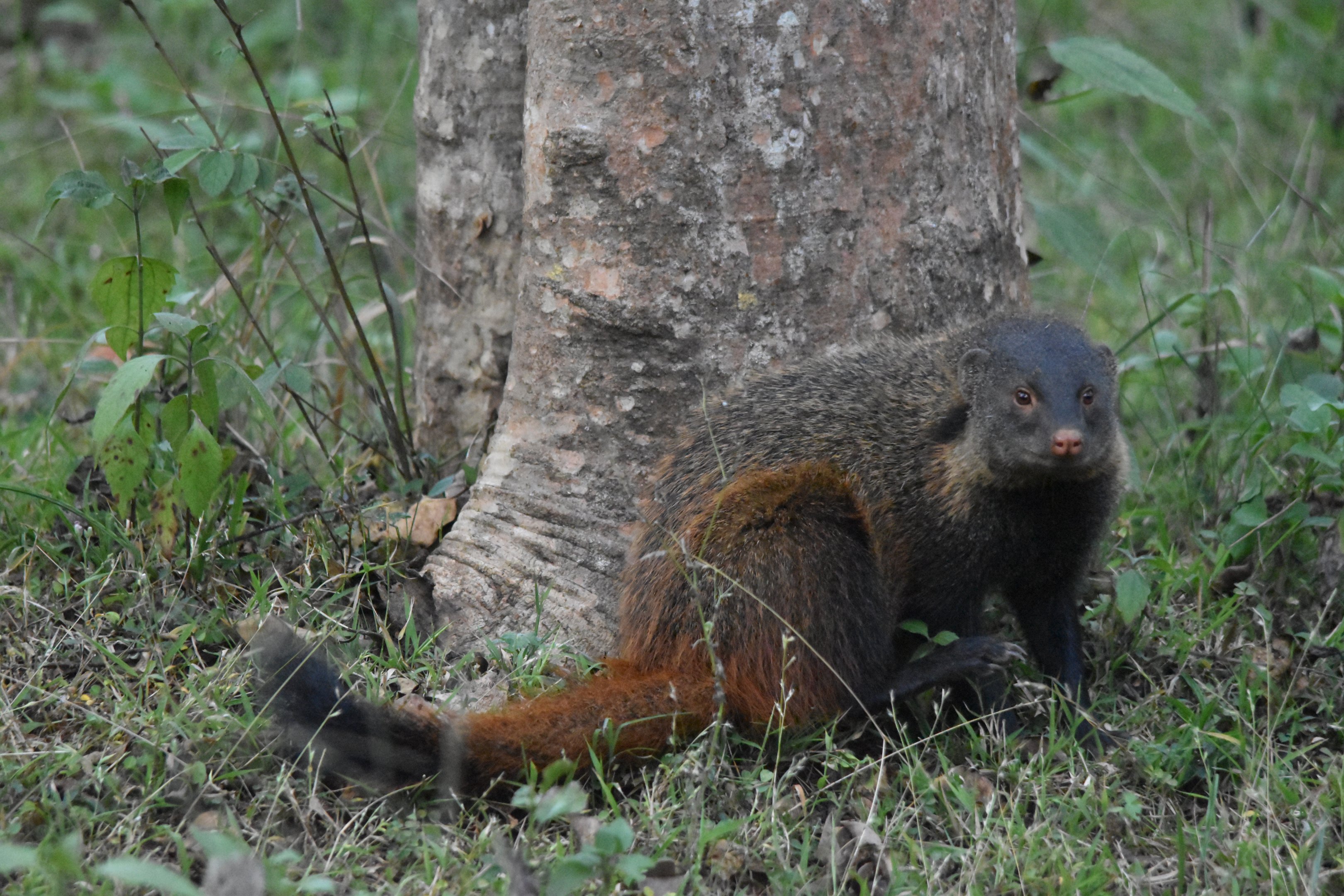 Stripe-necked Mongooses, Nagarahole Tiger Reserve, 24th November 2024