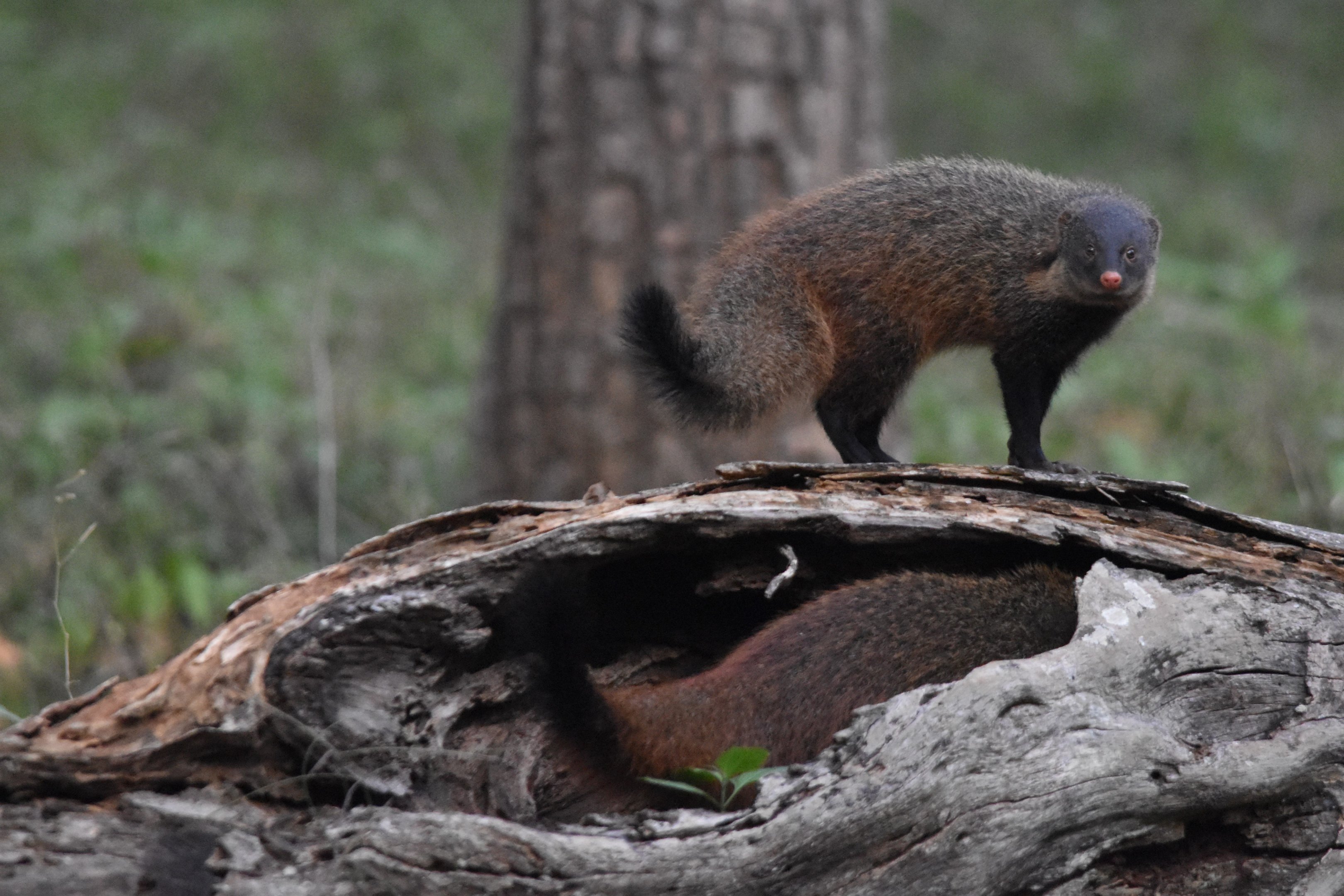 Stripe-necked Mongooses, Nagarahole Tiger Reserve, 24th November 2024