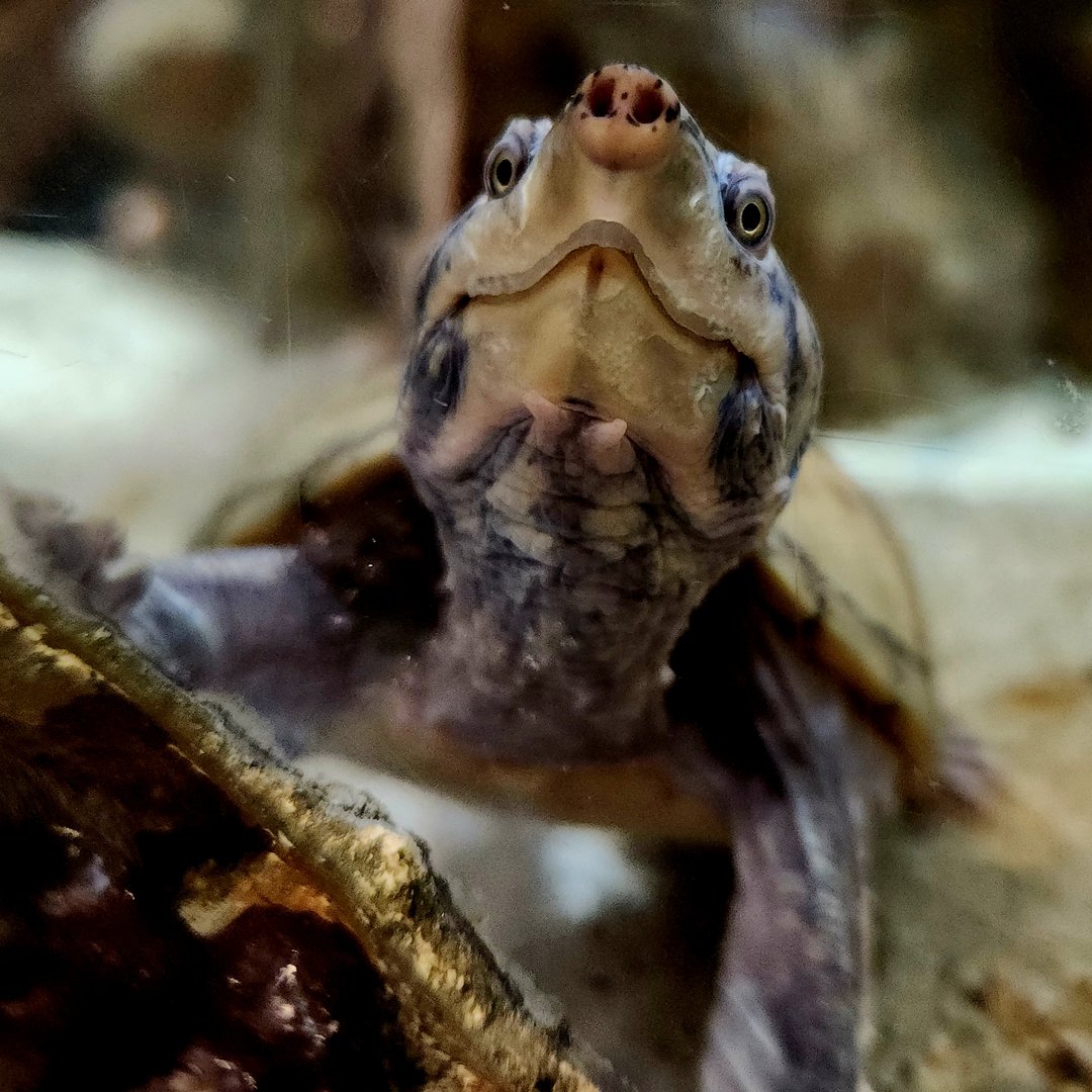 Stripe-Necked Musk Turtle (Sternotherus peltifer)