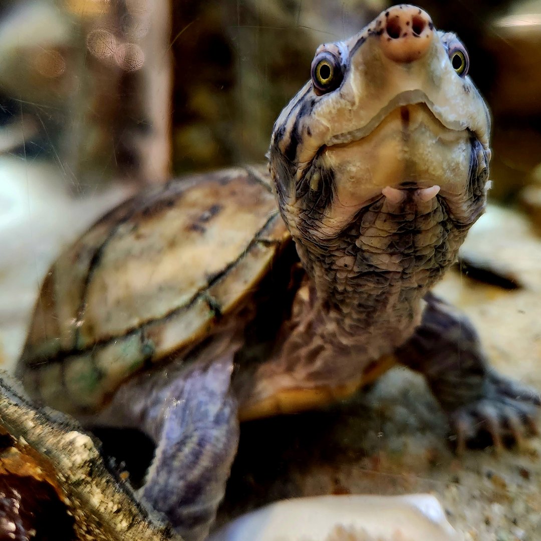 Stripe-Necked Musk Turtle (Sternotherus peltifer)