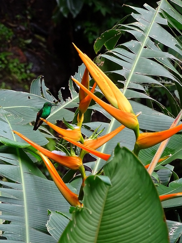 Stripe-tailed hummingbird