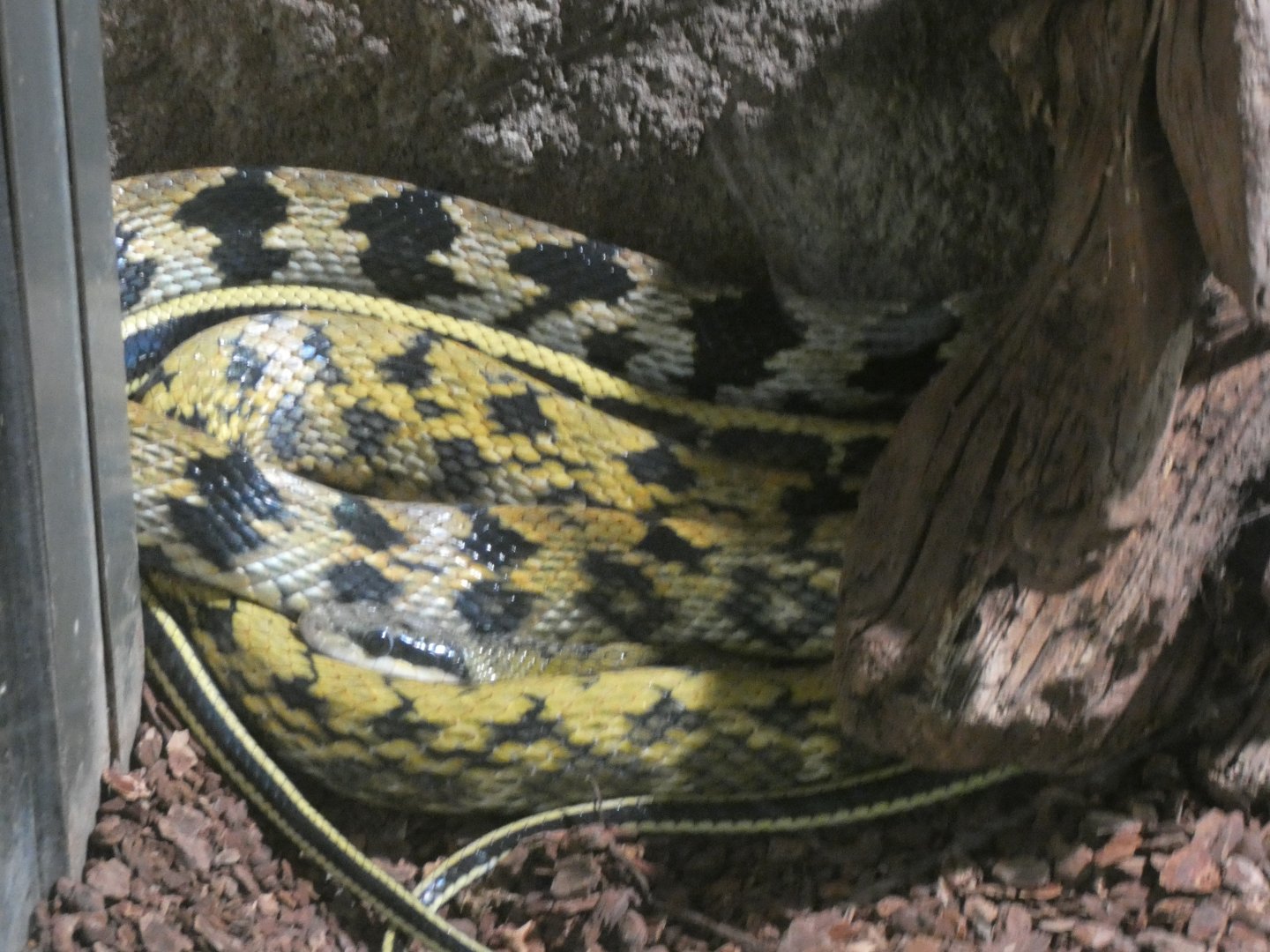 Stripe-tailed Ratsnake