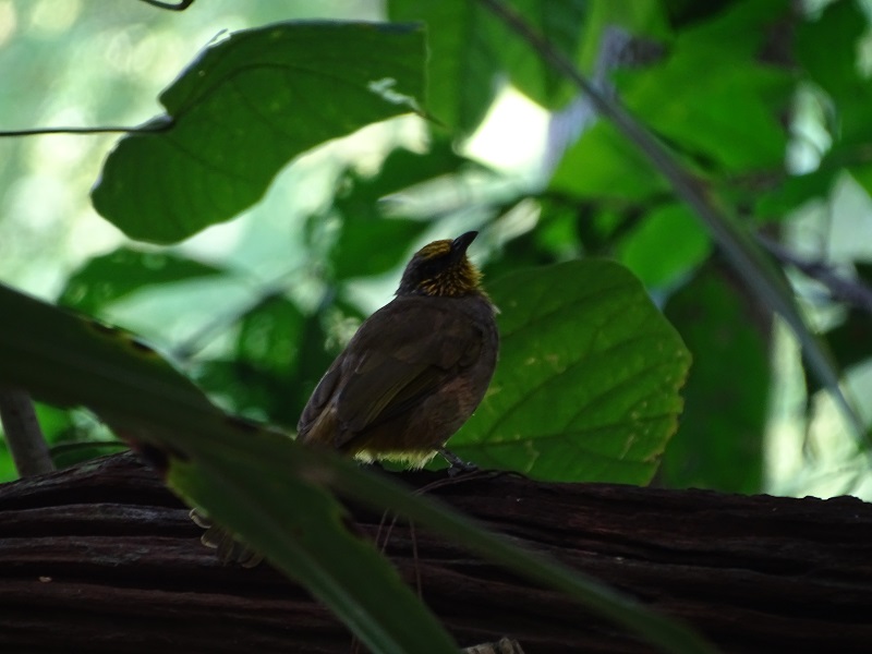 Stripe-throated bulbul (Pycnonotus finlaysoni eous)