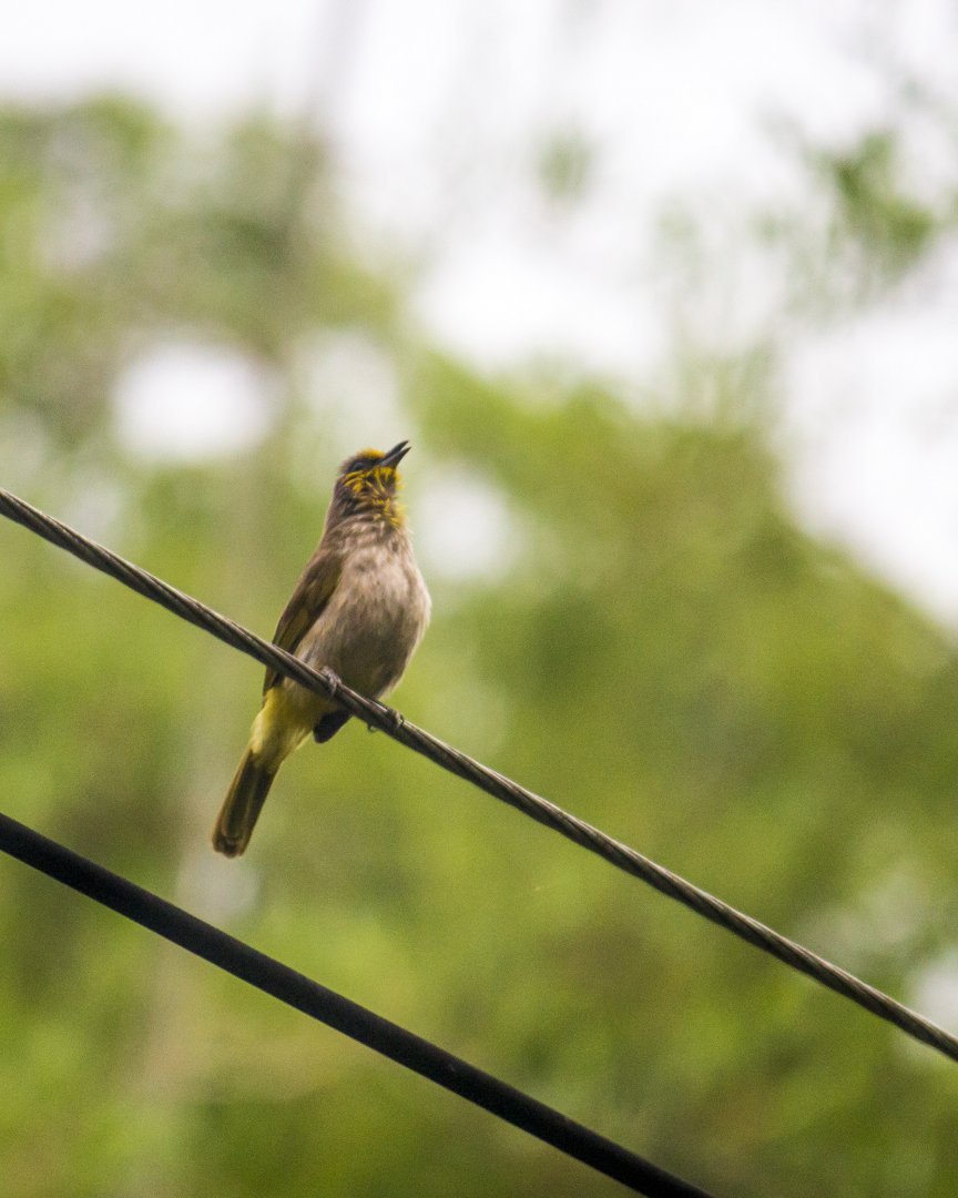 Stripe-throated bulbul, Pycnonotus finlaysoni