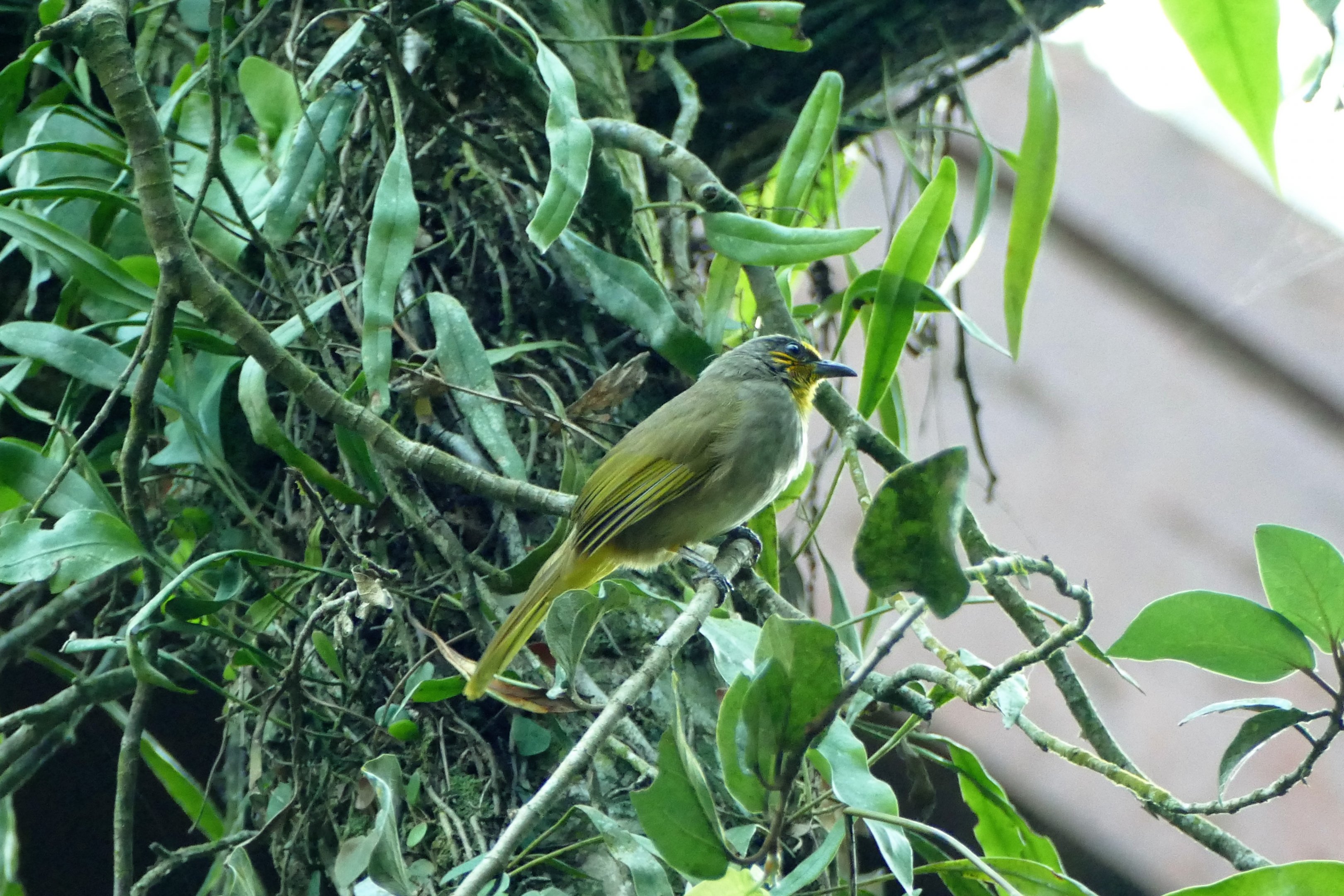 Stripe-throated Bulbul - Taman Negara
