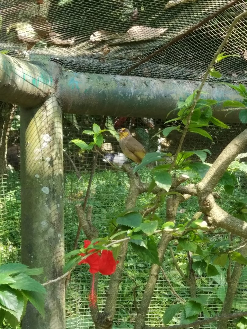 Stripe-throated Bulbul
