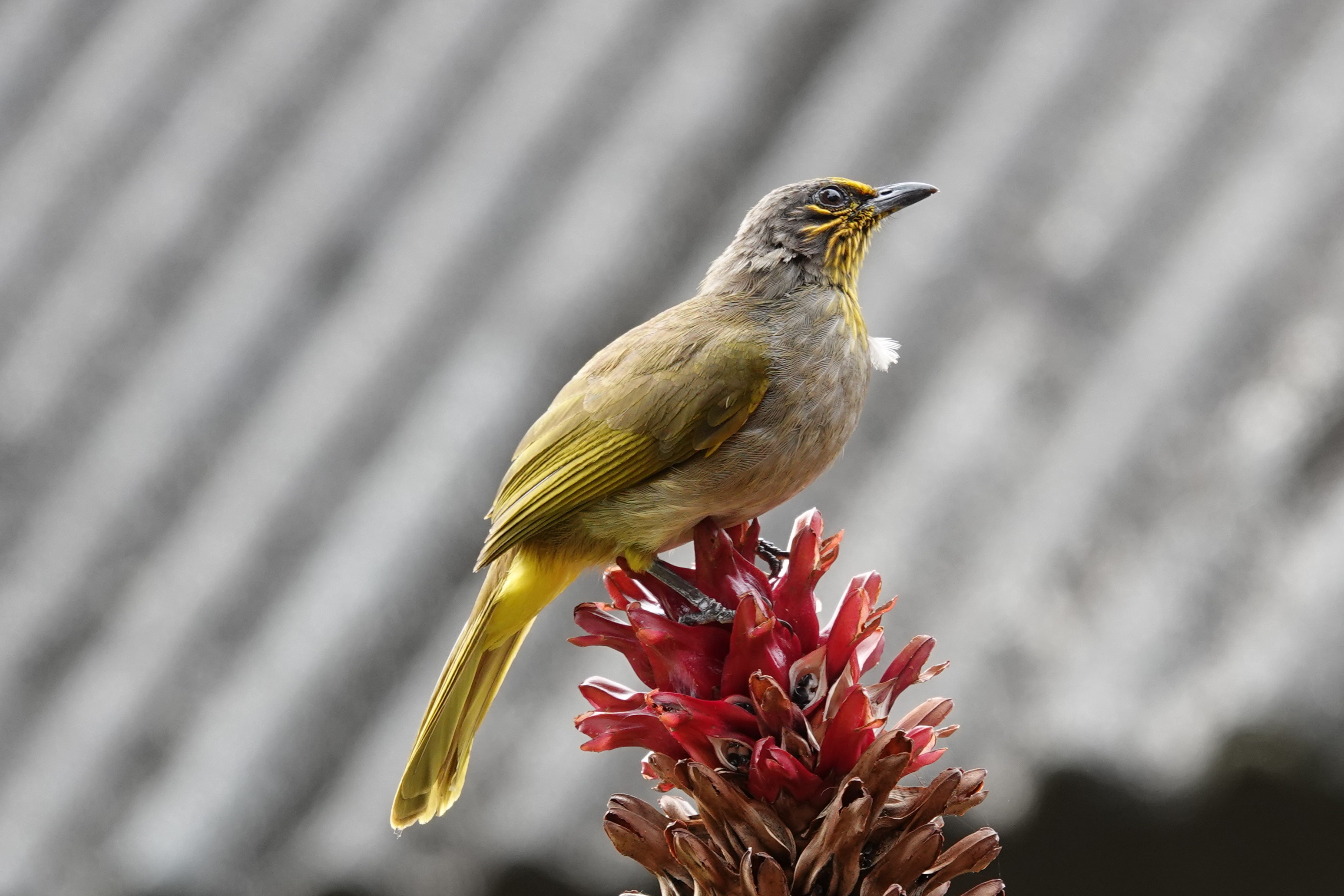 Stripe-throated Bulbul