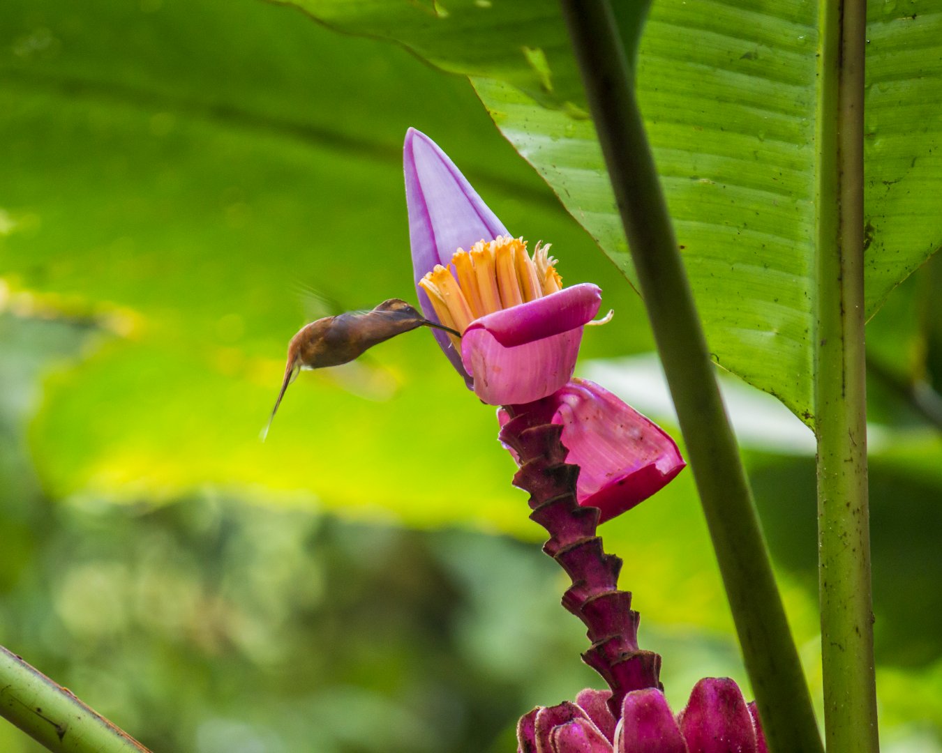 Stripe-throated hermit, Phaethornis striigularis