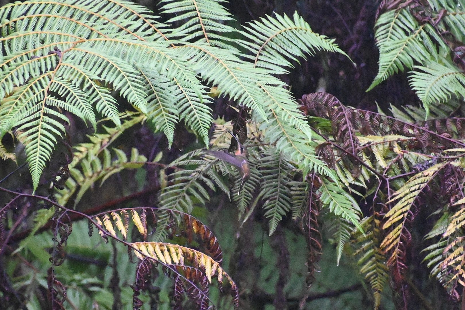 Stripe-throated hermit (Phaethornis striigularis)
