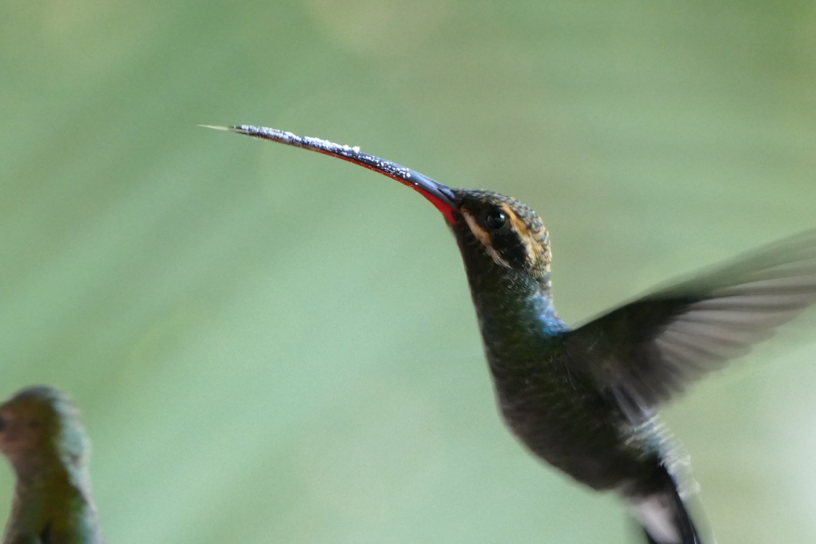 Stripe-throated Hermit
