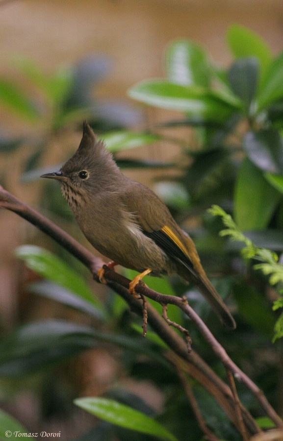 Stripe-throated Yuhina (Yuhina gularis) April 2009