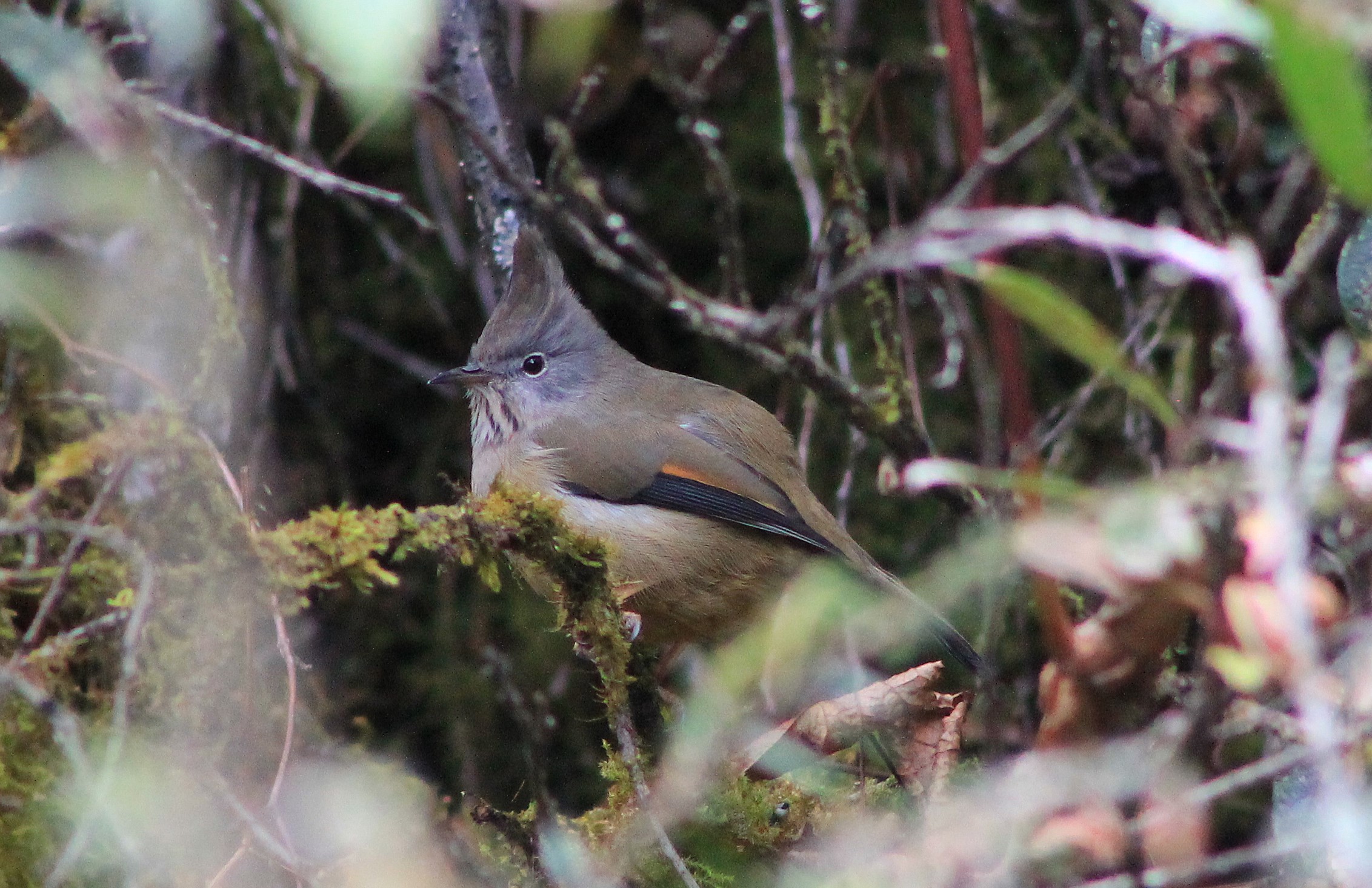 Stripe-throated Yuhina (Yuhina gularis)