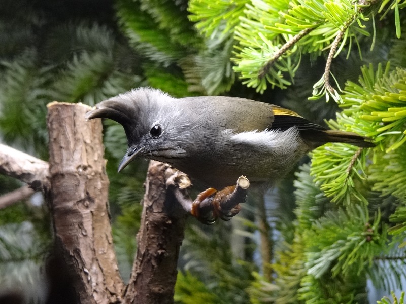 Stripe-throated yuhina