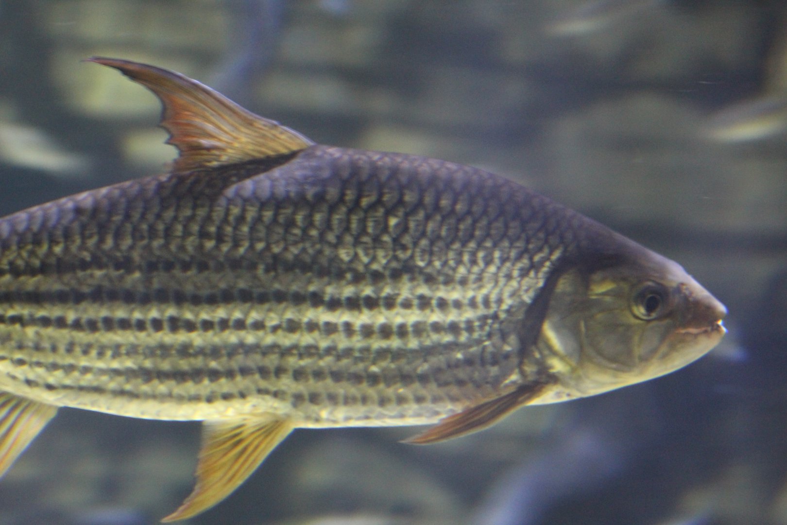 Striped African Tigerfish