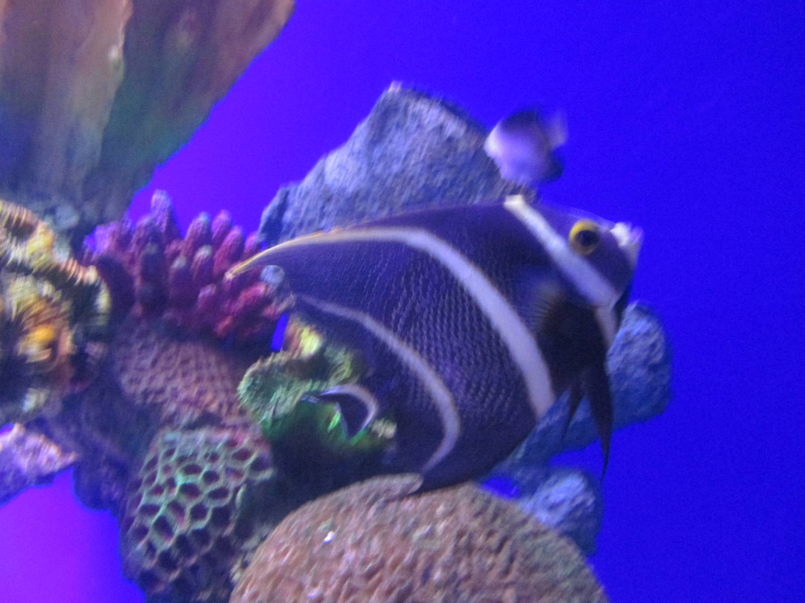 striped angelfish acuario inbursa