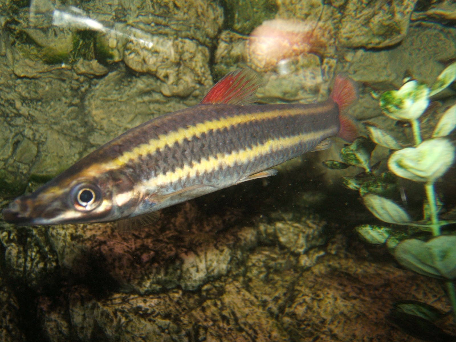 Striped Anostomus (Anostomus anostomus)