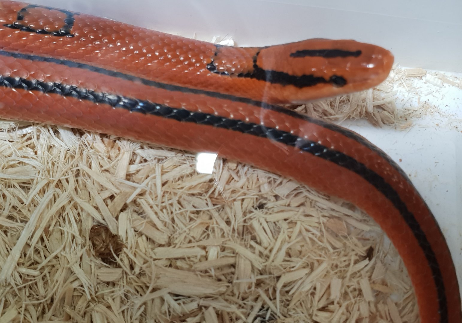 Striped bamboo snake - Oreocryptophis porphyraceus coxi