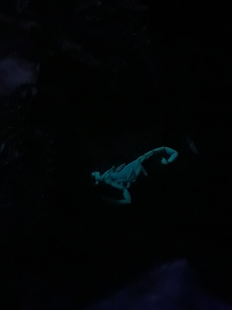 Striped bark scorpion