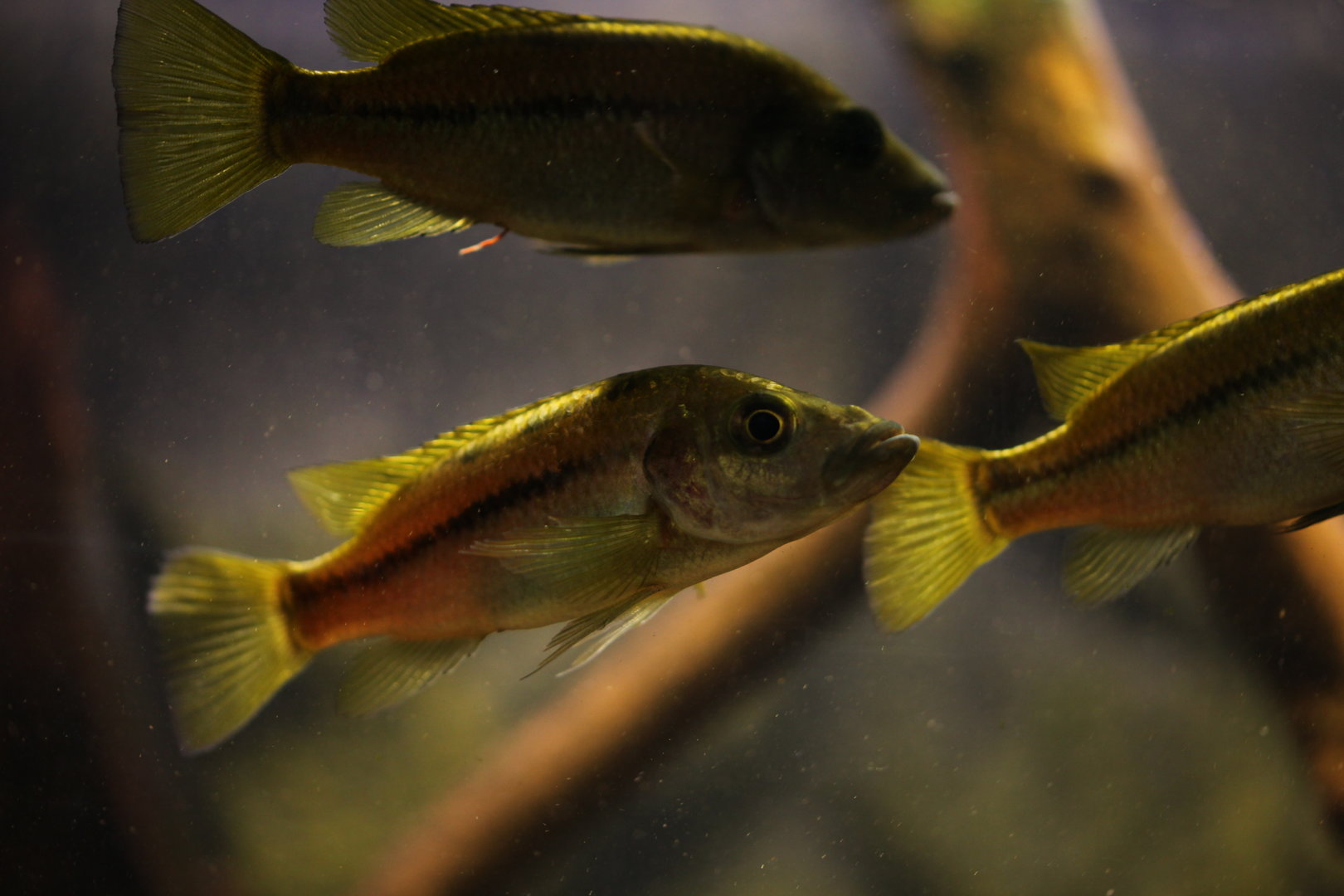 Striped Barombi Mbo cichlid (Stomatepia mariae)