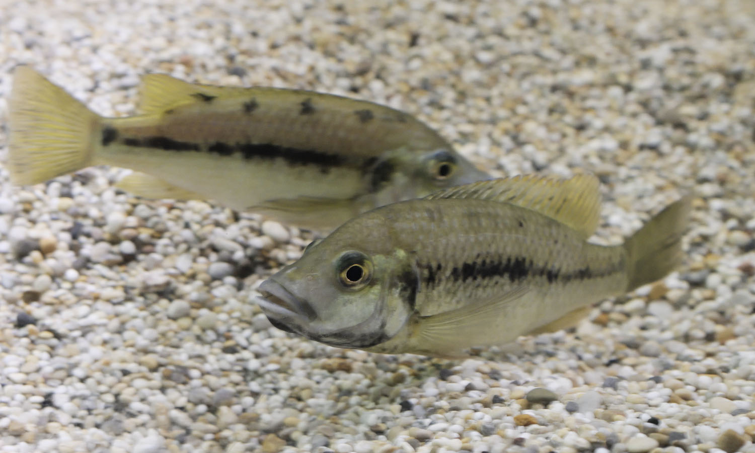 Striped Barombi Mbo cichlids