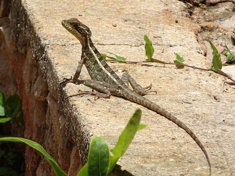 Striped basilisk (Basiliscus vittatus)