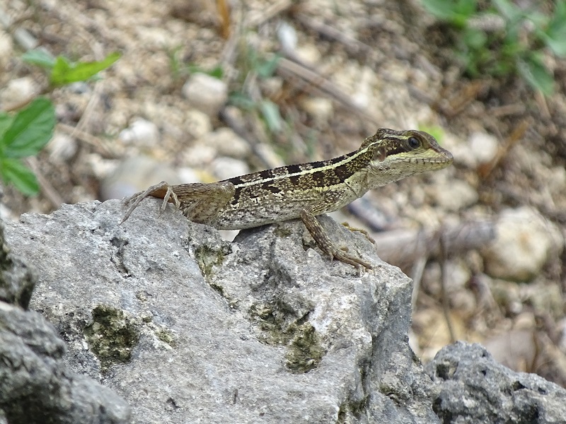 Striped basilisk (Basiliscus vittatus)