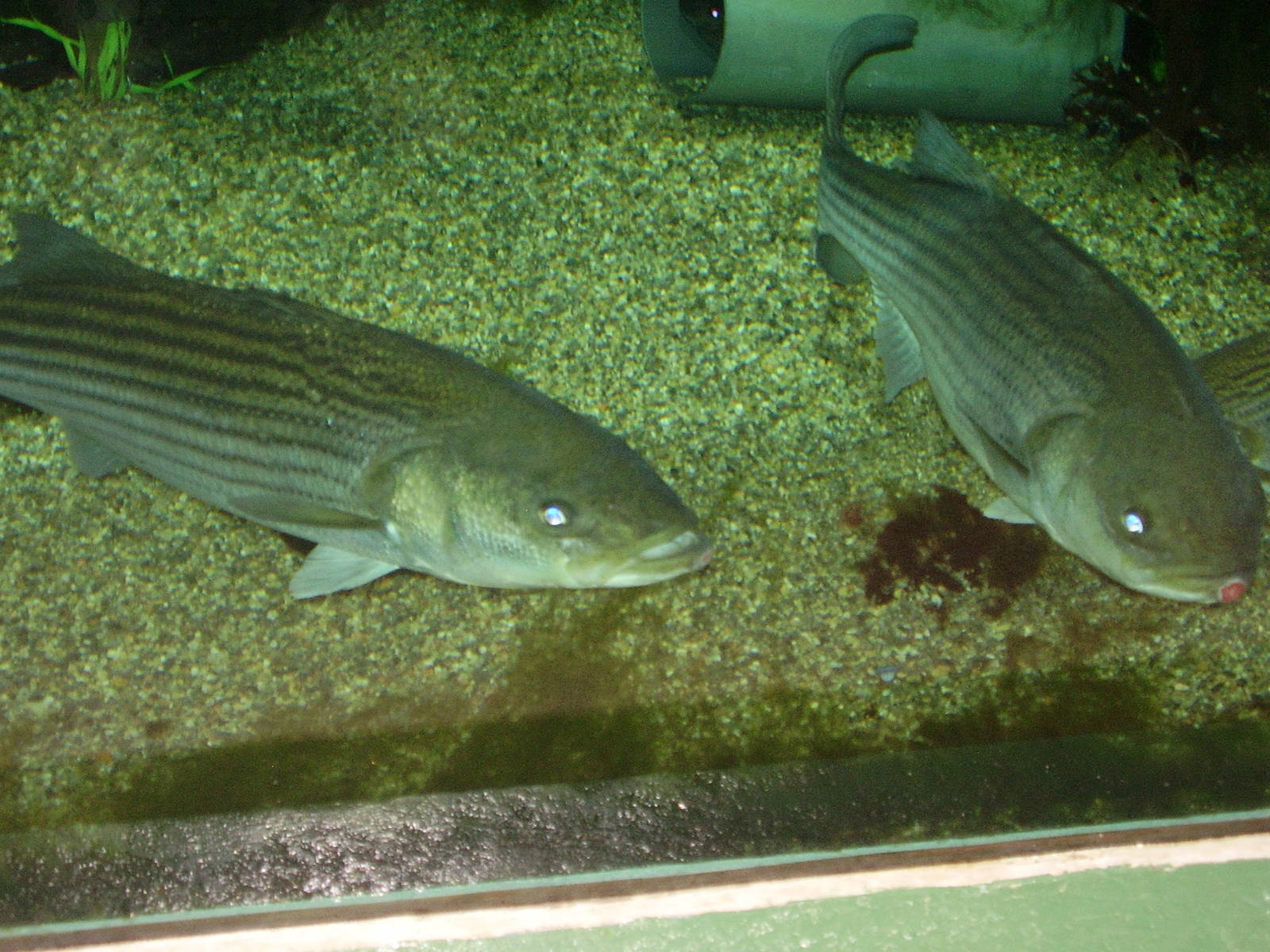 Striped Bass- Buttonwood Zoo MAY07