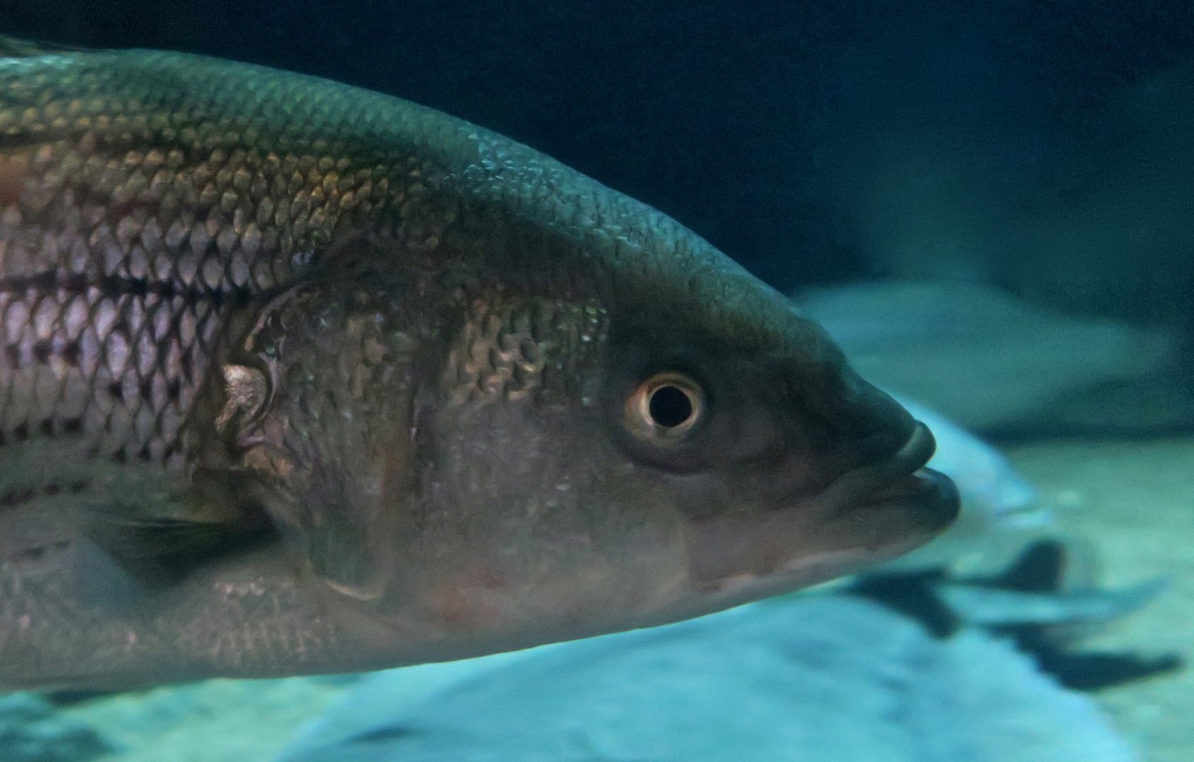 Striped Bass (Morone saxatilis)