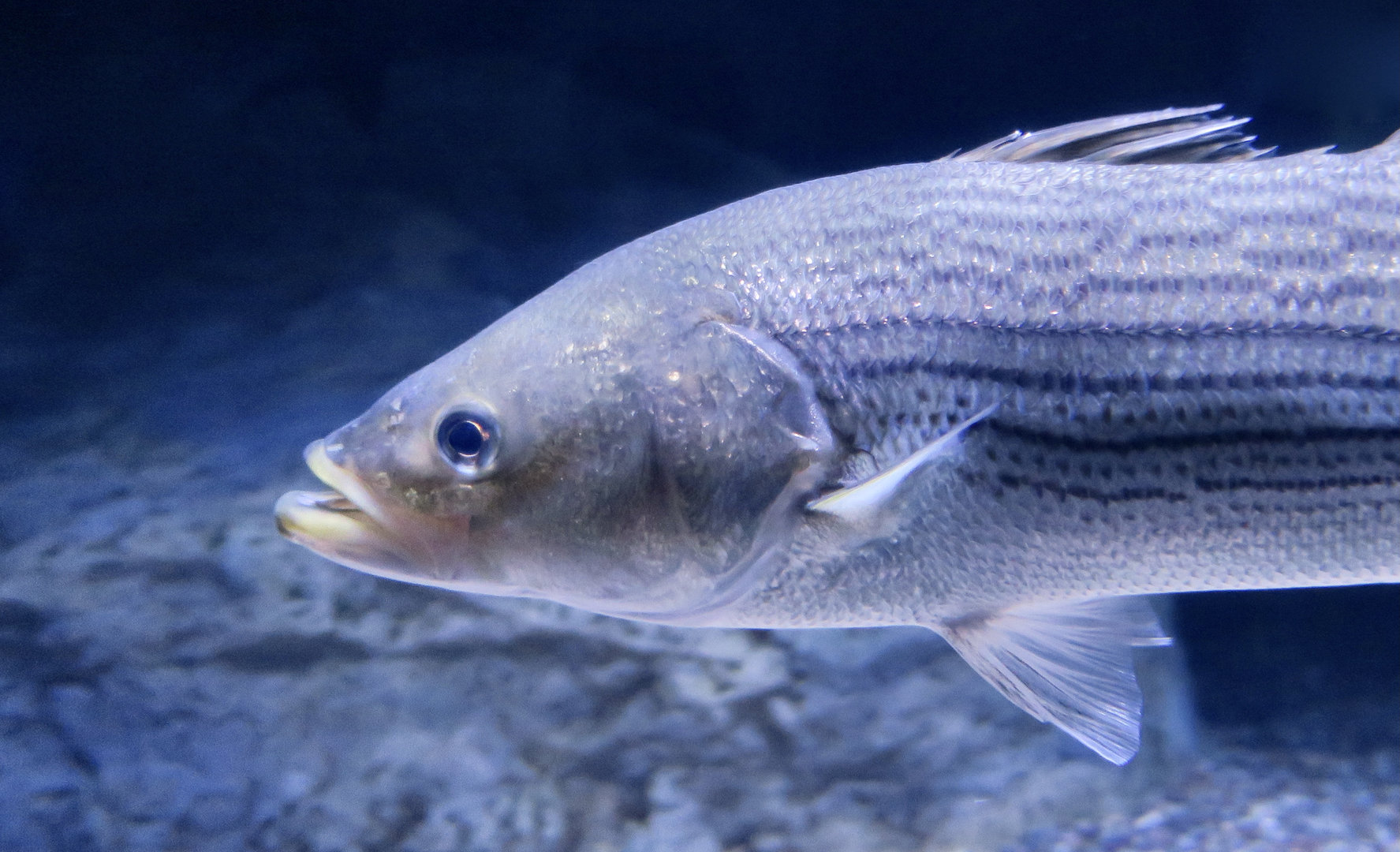 Striped Bass (Morone saxatilis)