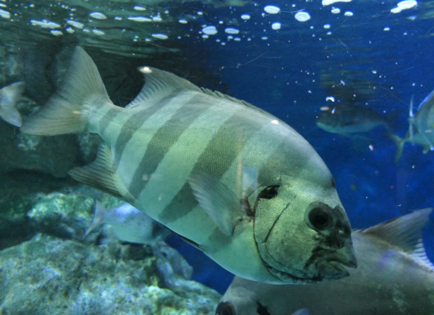 Striped Beakfish (Oplegnathus fasciatus)