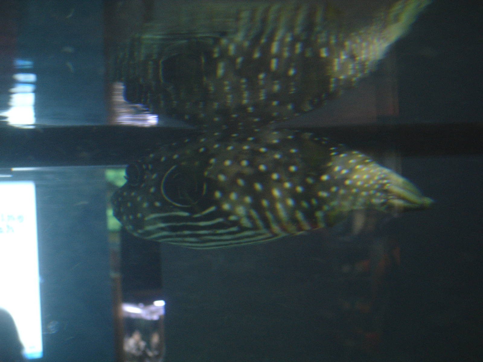 Striped Belly Pufferfish