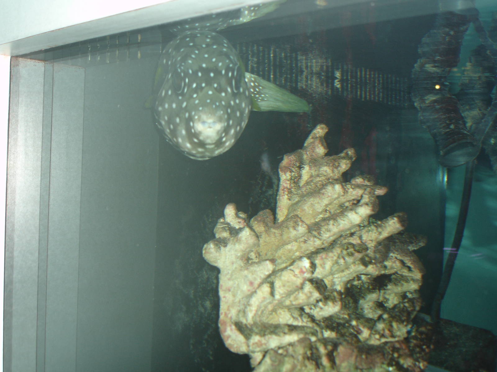 Striped Belly Pufferfish