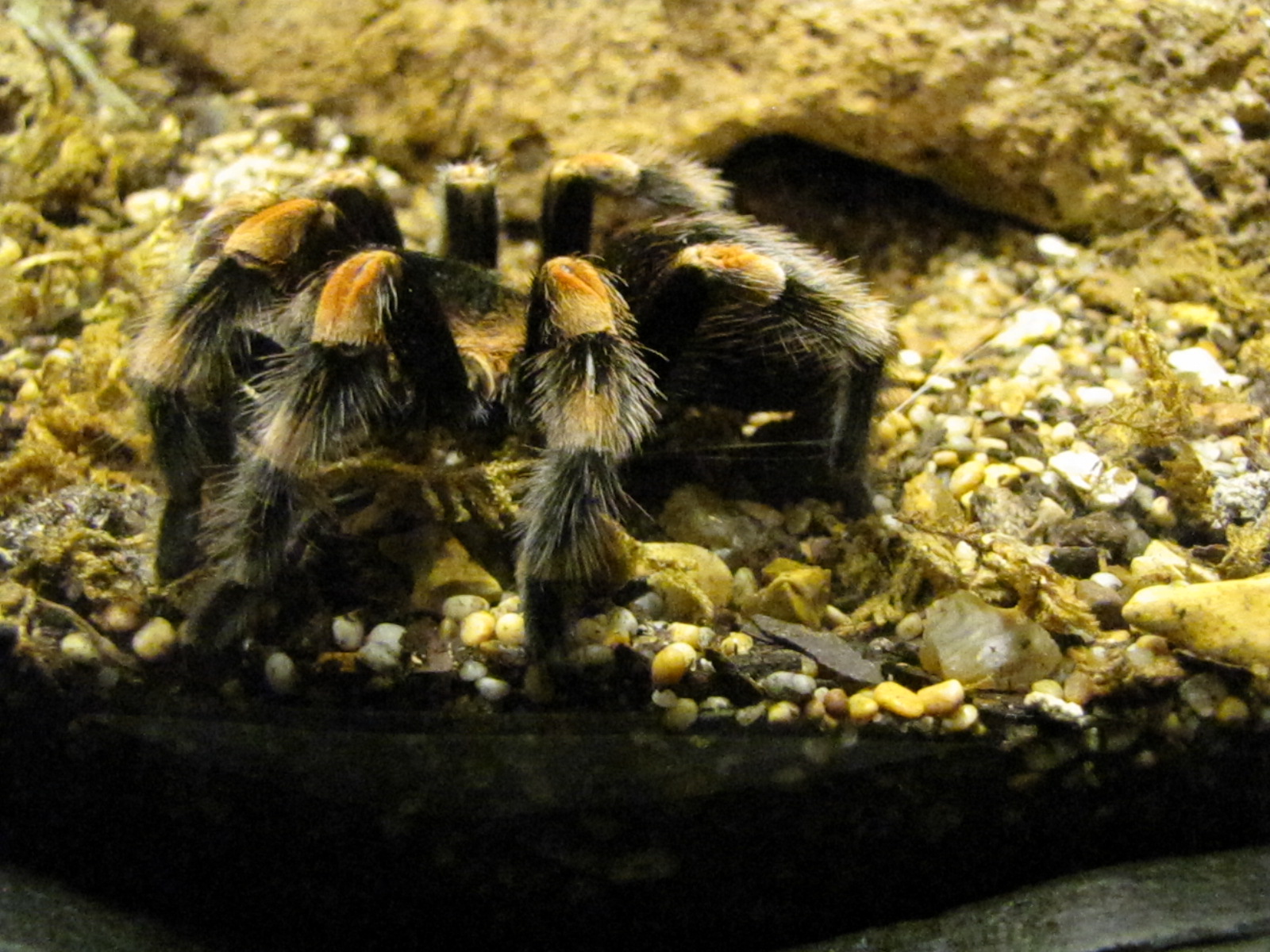Striped Bird Eating Spider