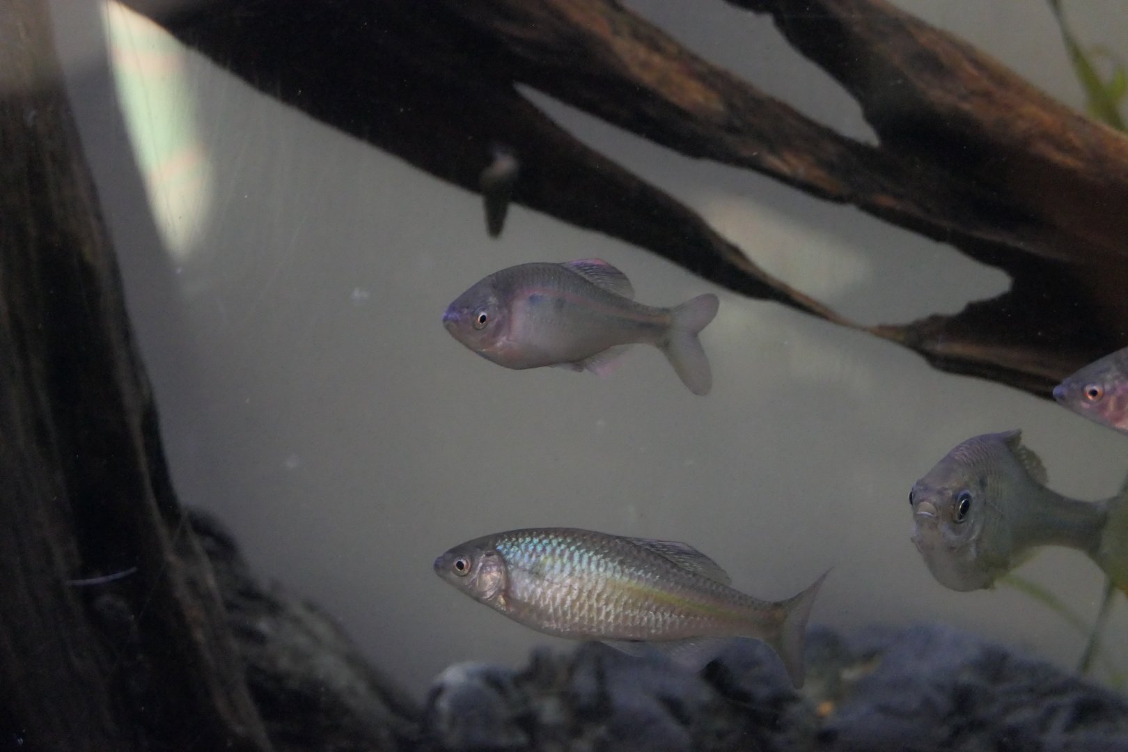 Striped Bitterling (Acheilognathus cyanostigma)