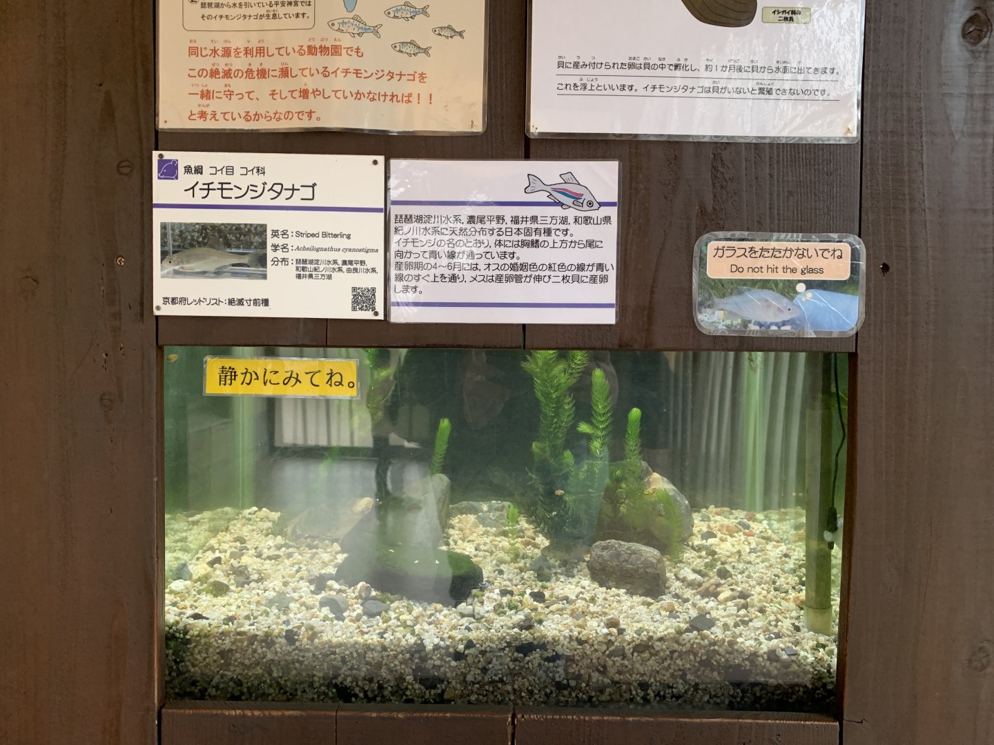 Striped Bitterling Exhibit