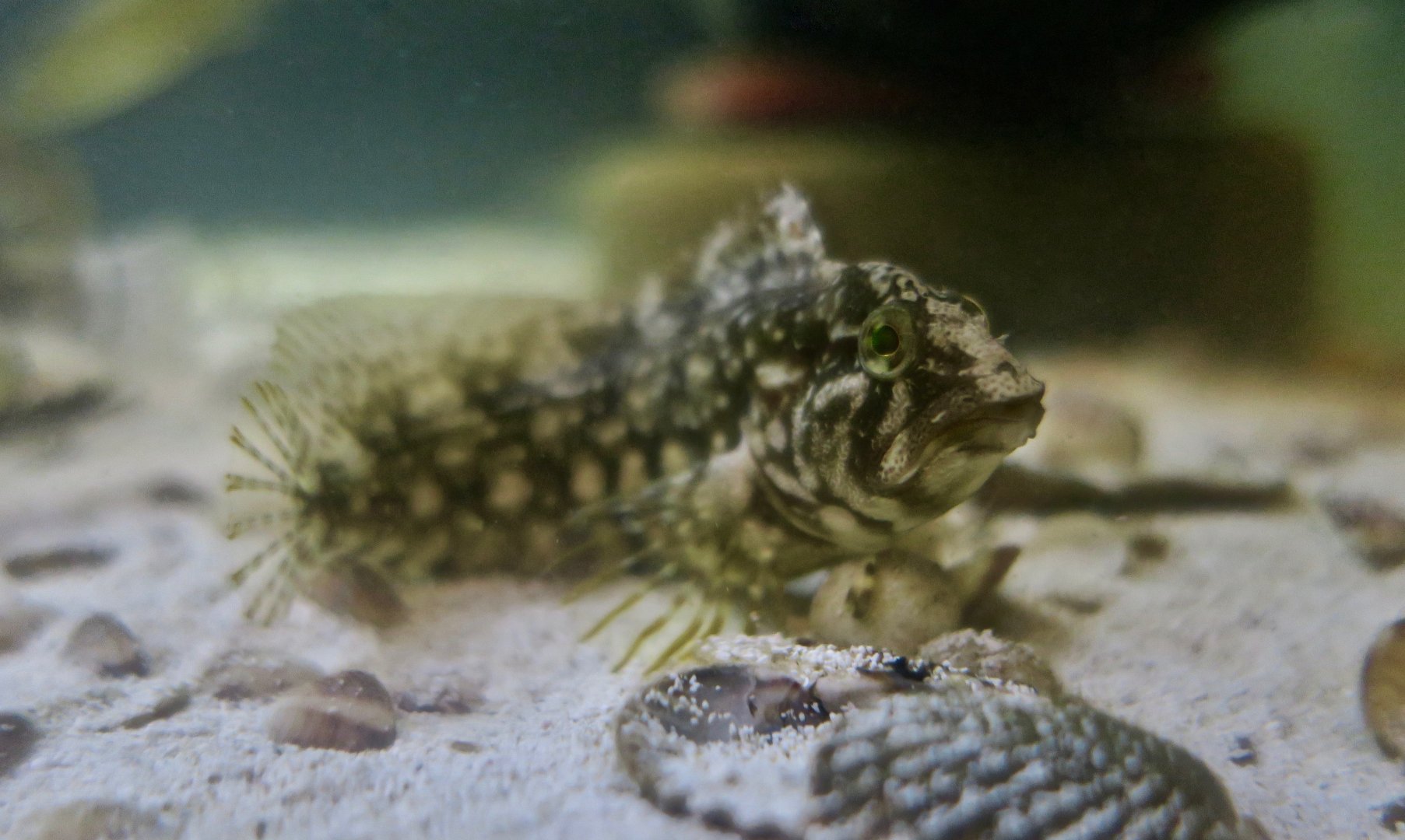 Striped Blenny (Chasmodes bosquianus)