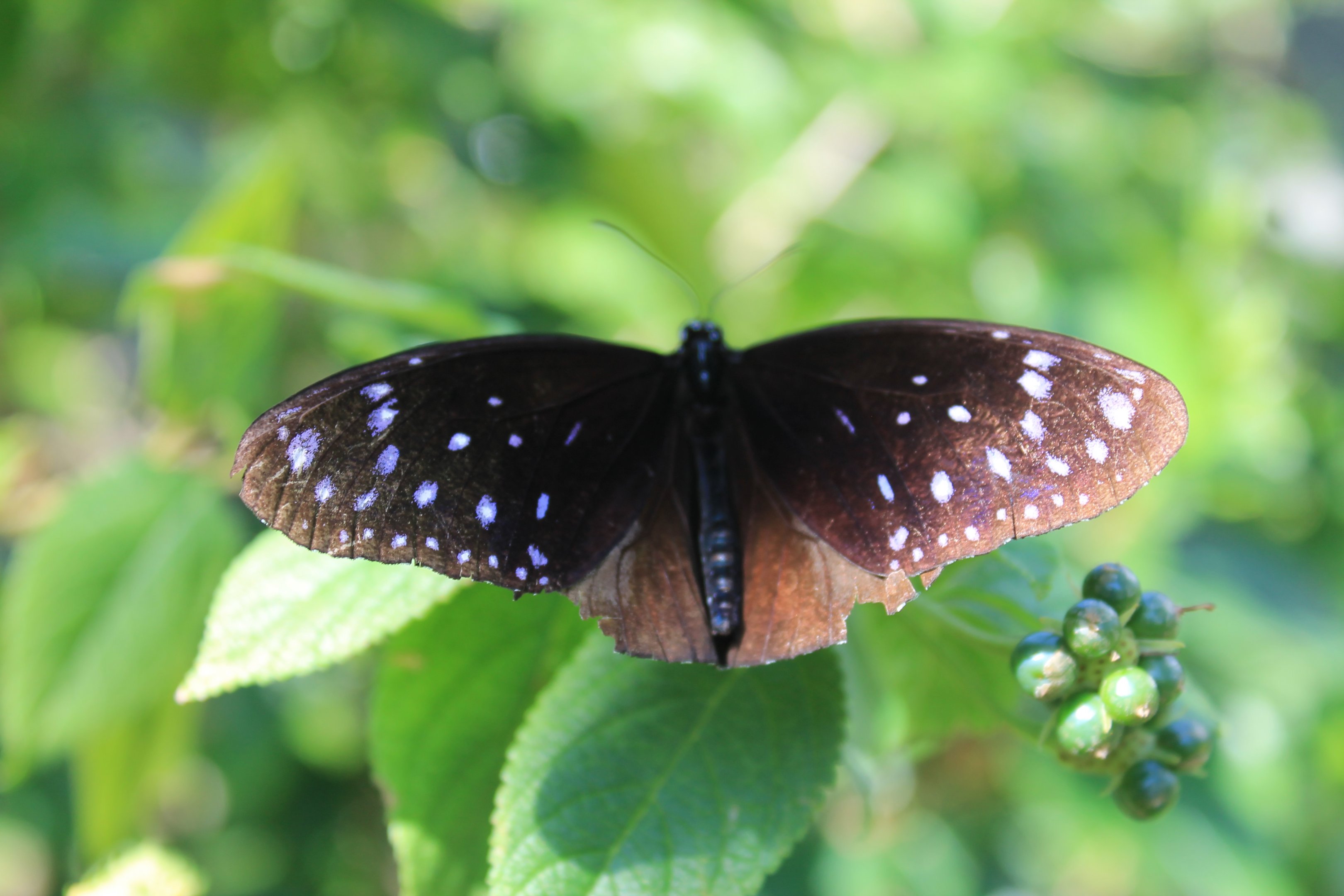 Striped Blue Crow (Euploea mulciber)