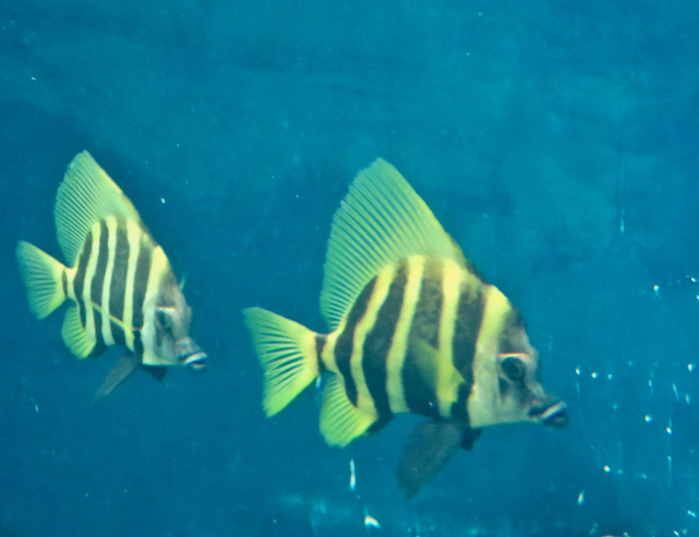 Striped Boarfish (Evistias acutirostris)