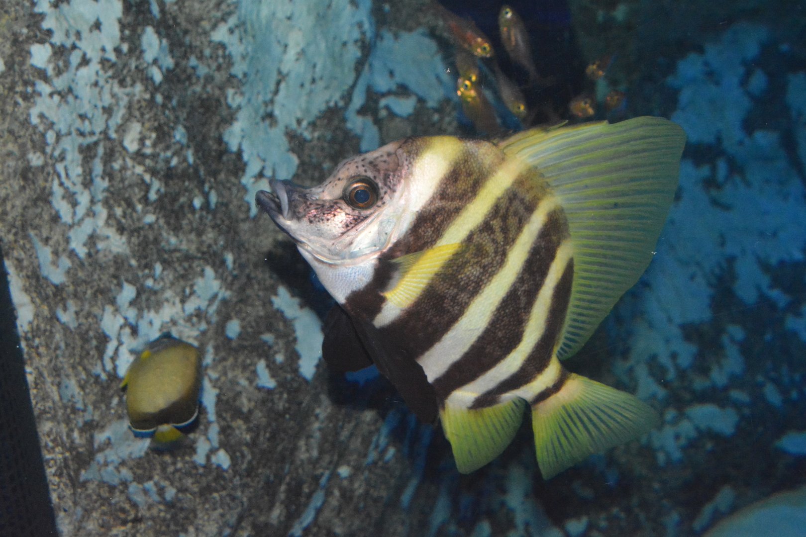 Striped boarfish (Evistias acutirostris)