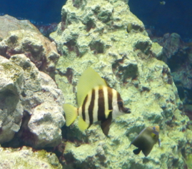 Striped Boarfish