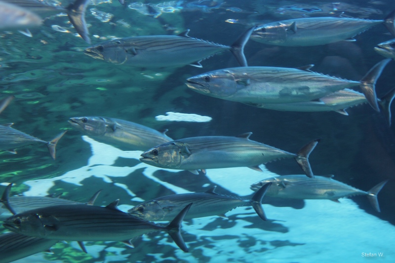 Striped Bonito (Sarda orientalis)