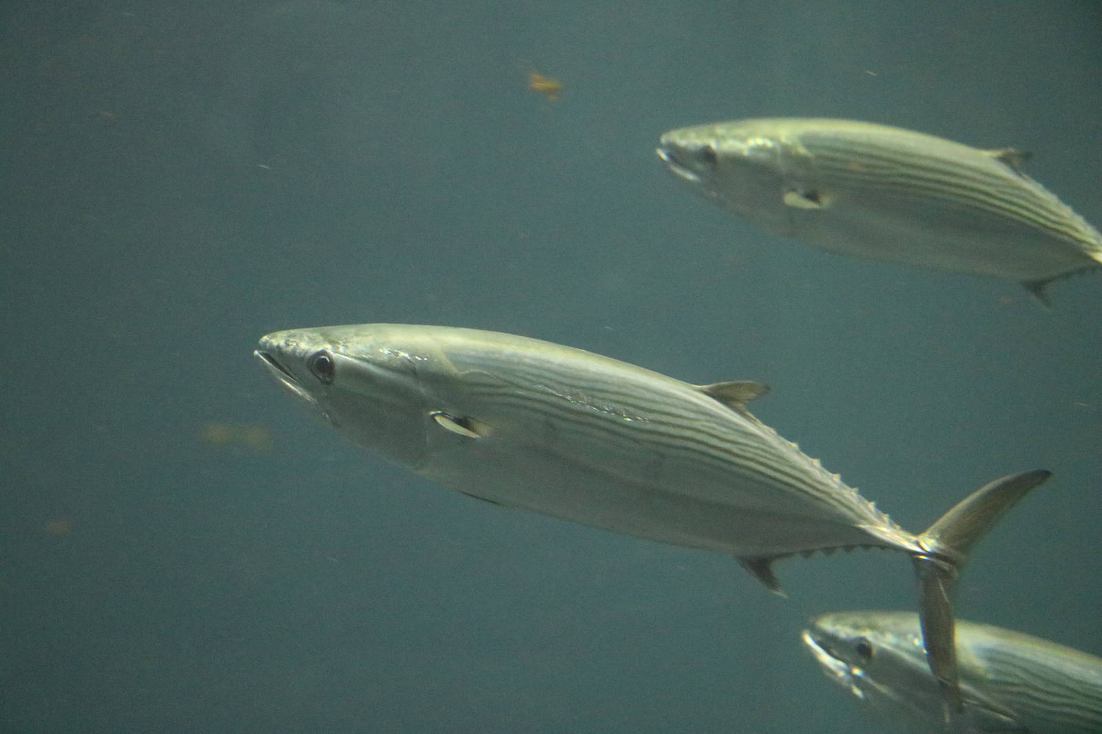 Striped bonito - Tokyo Sea Life Park, February 2016