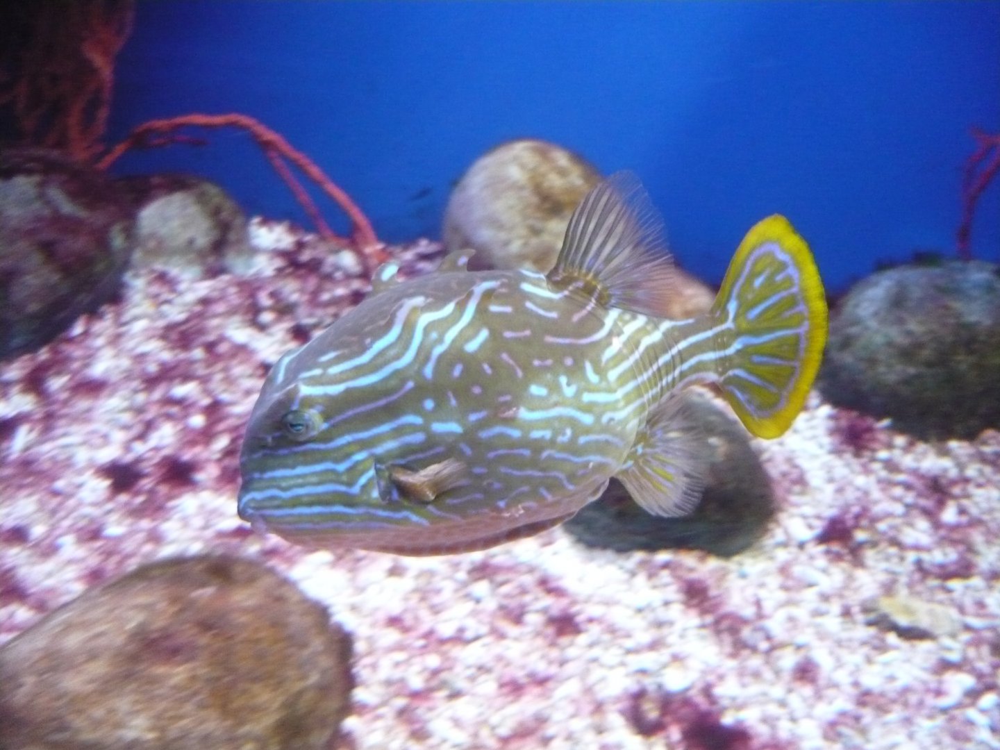 Striped boxfish (Aracana aurita)