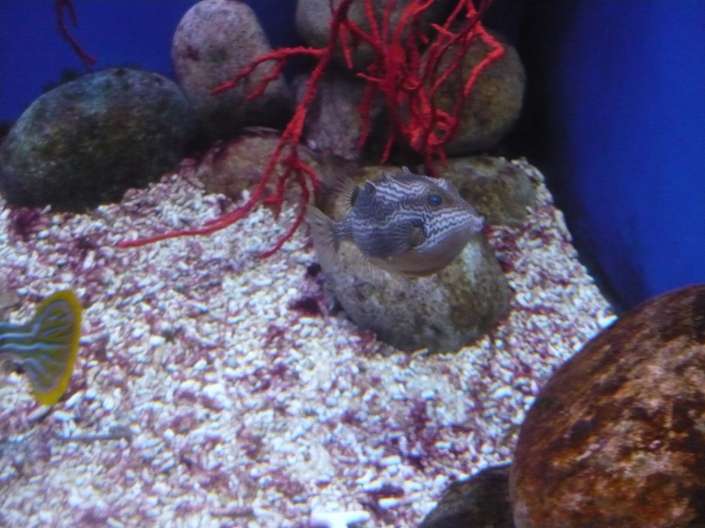 Striped boxfish (Aracana aurita)