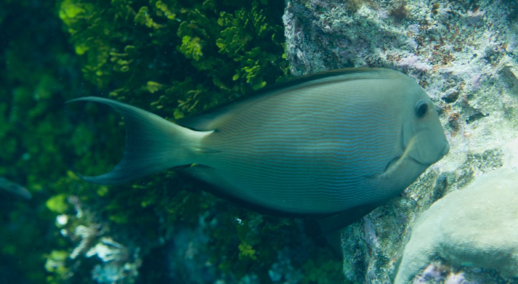 Striped Bristletooth (Ctenochaetus striatus)