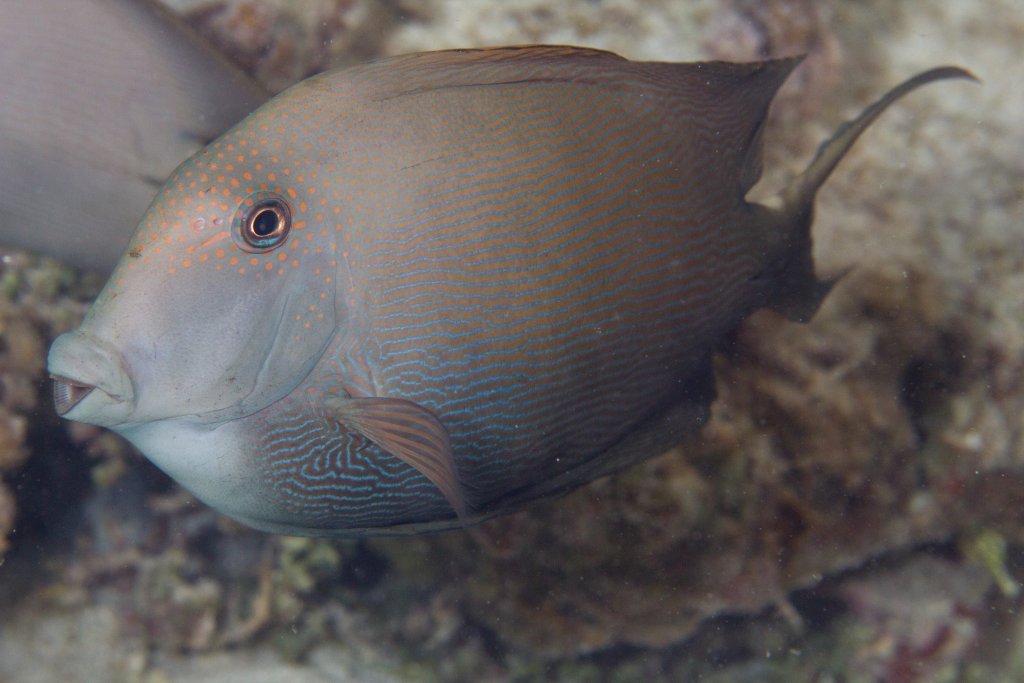 Striped Bristletooth (Ctenochaetus striatus)